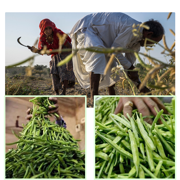 Guar Gum (Guarkernmehl, Guaran, Goma guar, Gomme guar & Galactomannan)